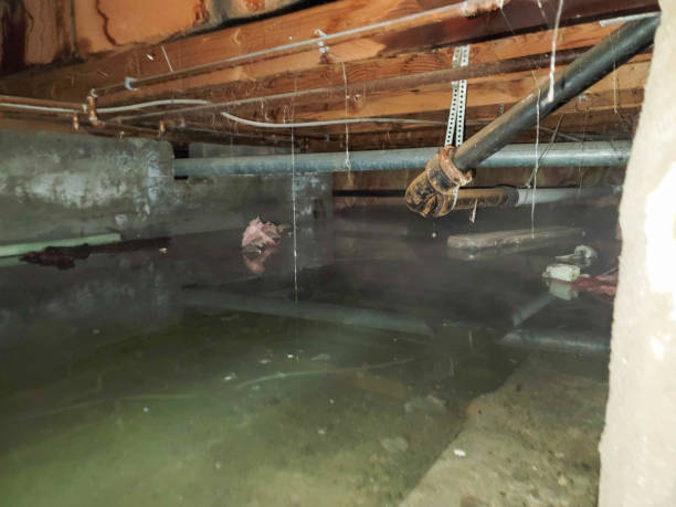 Best Flood restoration services  in Atwood, IL